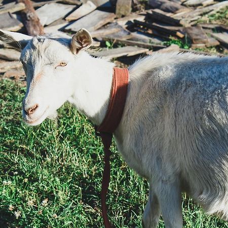 Medny Dvor Farm Stay Medna Dış mekan fotoğraf