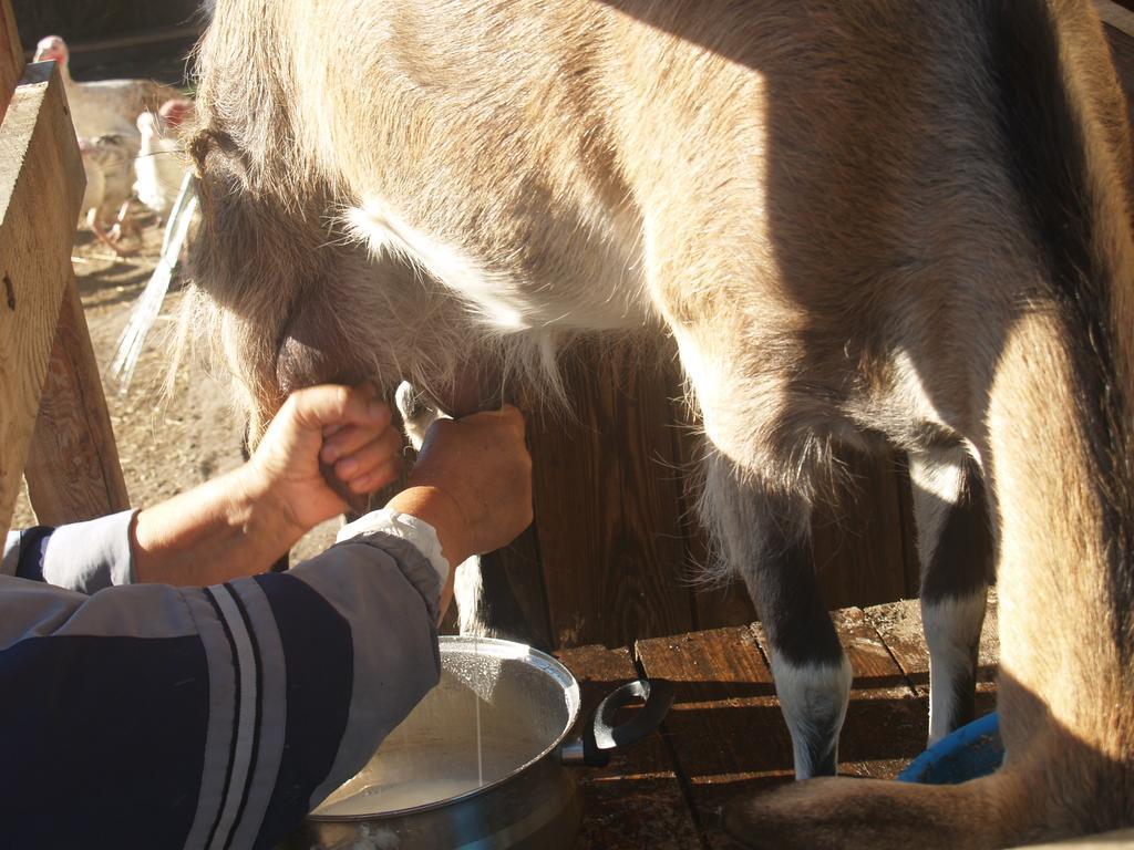 Medny Dvor Farm Stay Medna Dış mekan fotoğraf