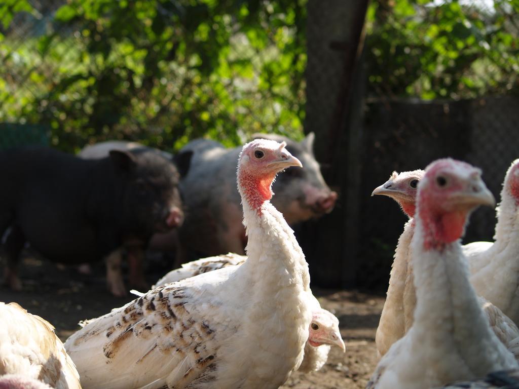 Medny Dvor Farm Stay Medna Dış mekan fotoğraf
