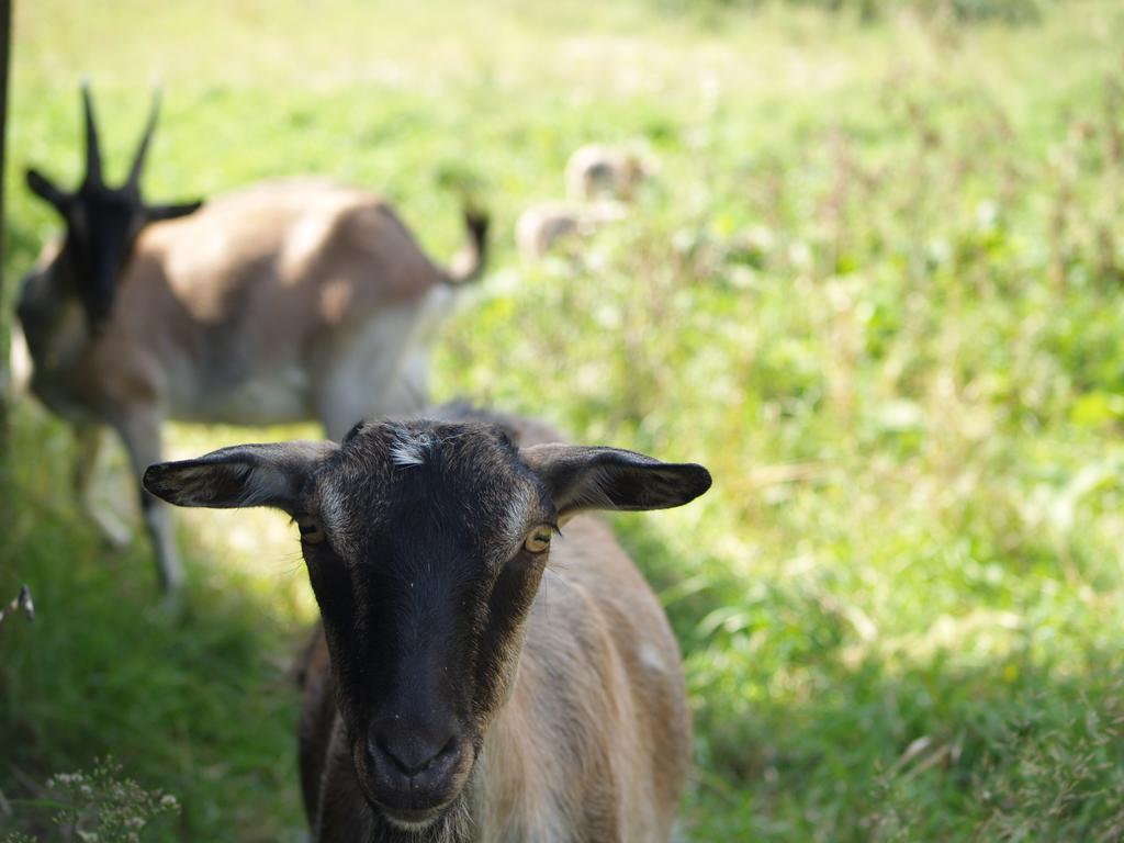 Medny Dvor Farm Stay Medna Dış mekan fotoğraf