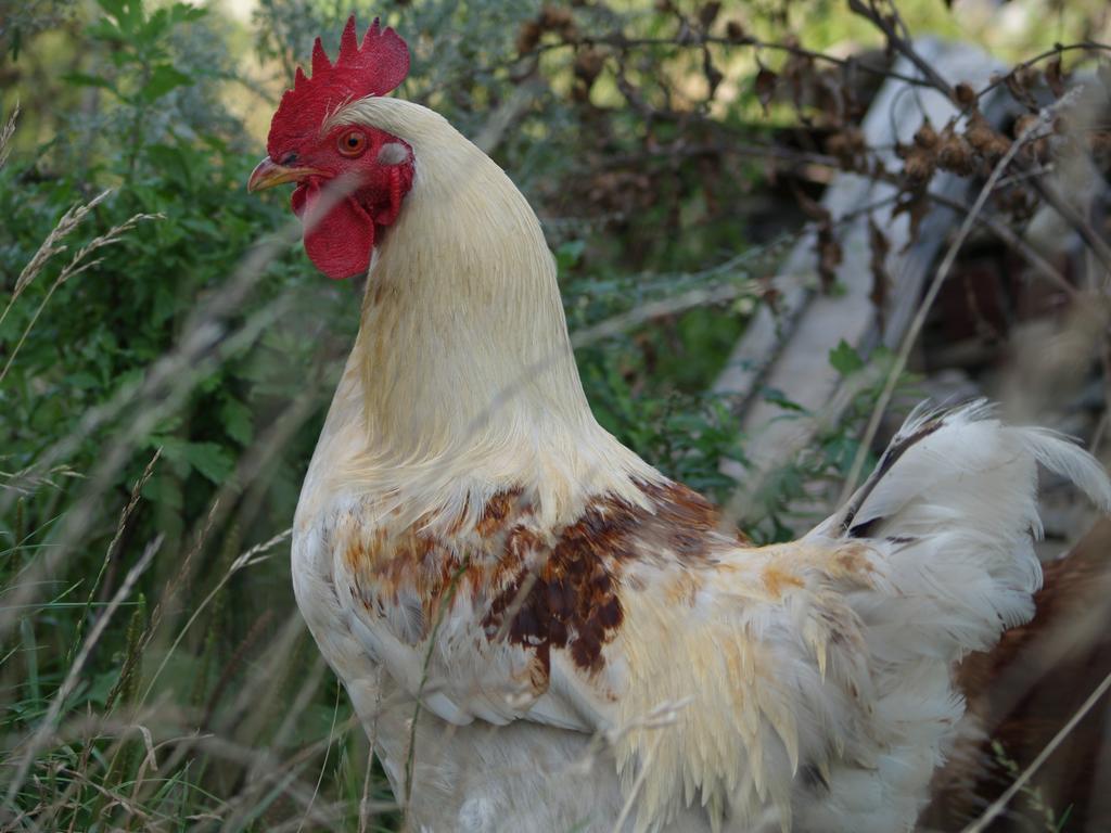 Medny Dvor Farm Stay Medna Dış mekan fotoğraf