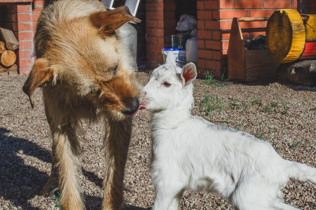 Medny Dvor Farm Stay Medna Dış mekan fotoğraf