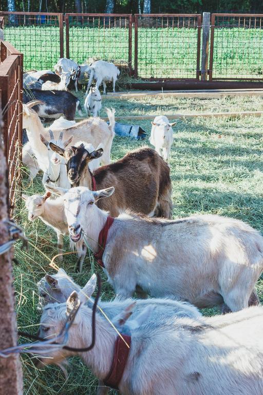 Medny Dvor Farm Stay Medna Dış mekan fotoğraf