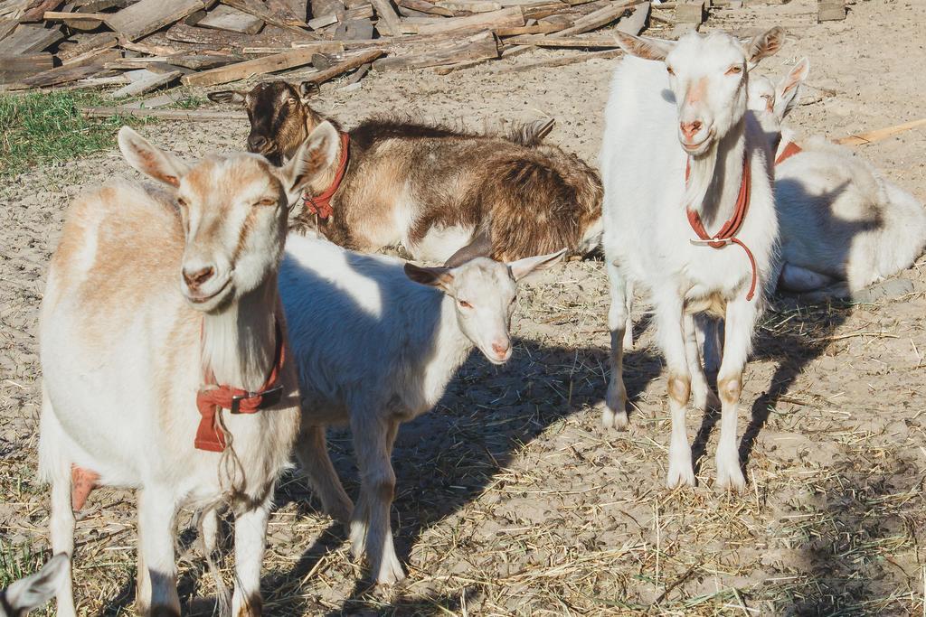Medny Dvor Farm Stay Medna Dış mekan fotoğraf