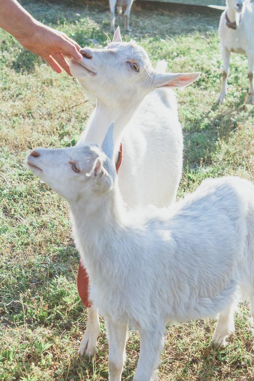 Medny Dvor Farm Stay Medna Dış mekan fotoğraf