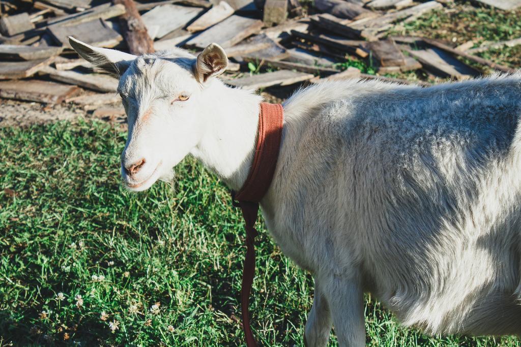Medny Dvor Farm Stay Medna Dış mekan fotoğraf