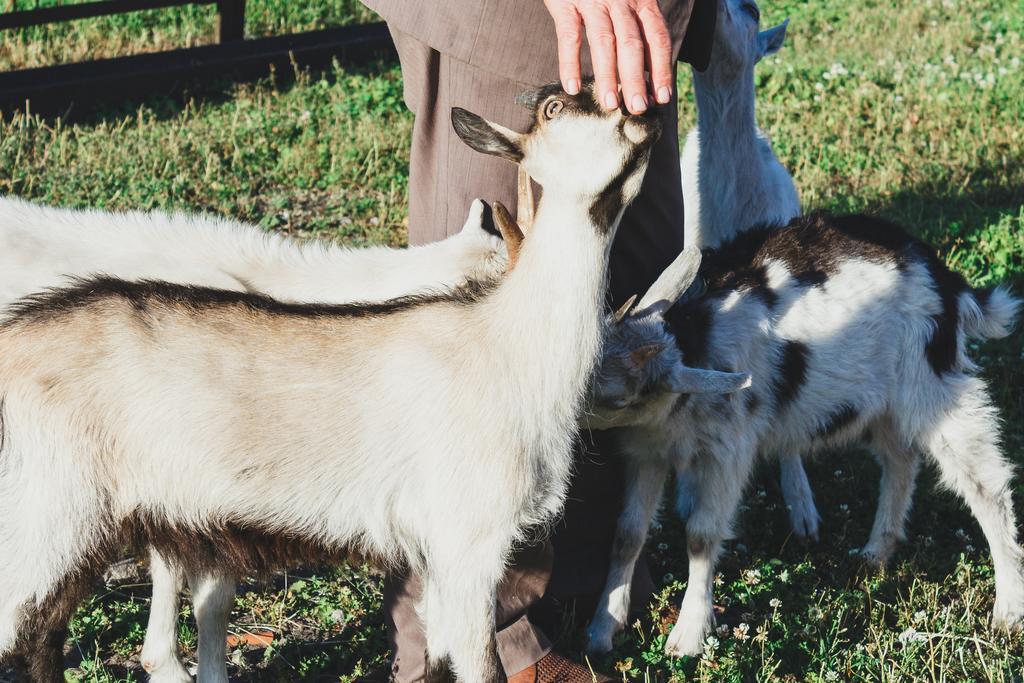 Medny Dvor Farm Stay Medna Dış mekan fotoğraf